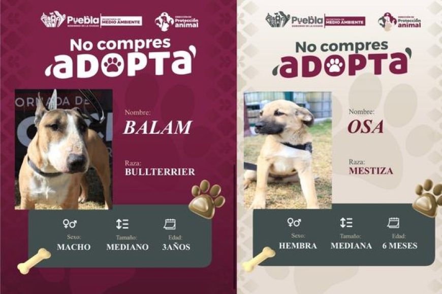 05 ADOPTA