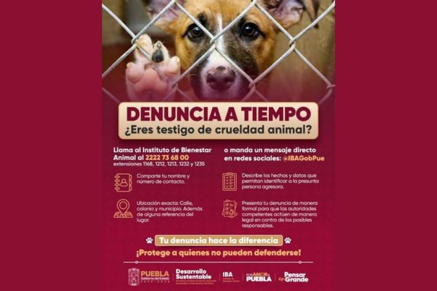 10 ANIMAL