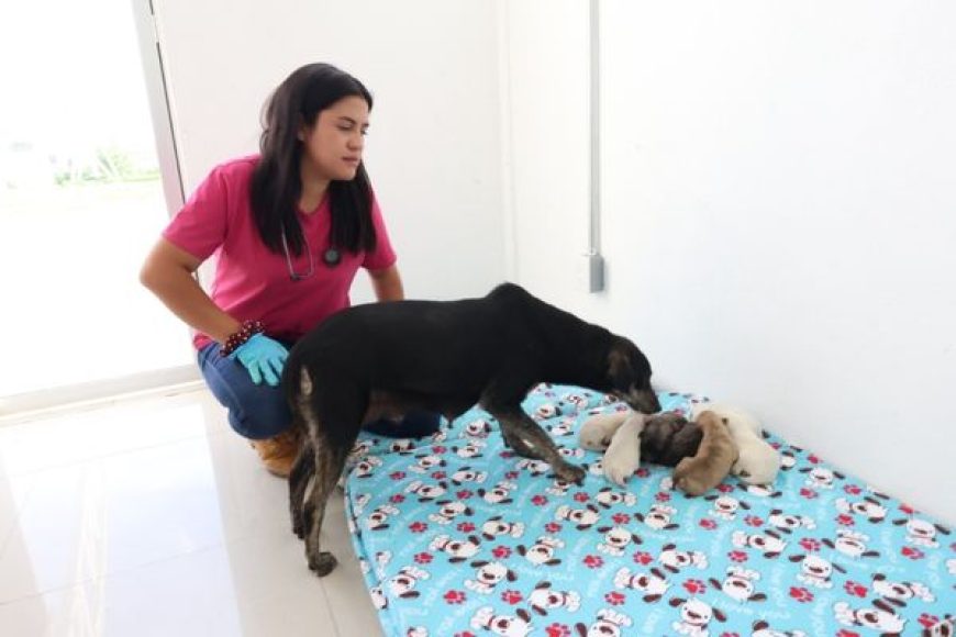 10 ANIMALES